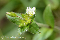 Quell-Hornkraut (Cerastium fontanum spp. fontanum) (10.05.2025, C328949)