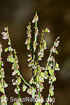 Wiesen-Sauerampfer (Rumex acetosa) (10.05.2025, C328960)