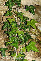 Efeu (Hedera helix) (10.05.2025, C328965)