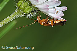 Rotgelber Weichkäfer (Rhagonycha fulva) an Gänseblümchen (Bellis perennis) (10.05.2025, C328977)