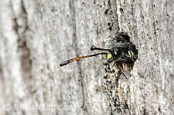 Foto: Gemeine Keulenwespe (Sapyga clavicornis)