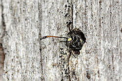 Foto: Gemeine Keulenwespe (Sapyga clavicornis)