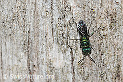 Foto: Chrysis iris (Goldwespe)
