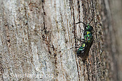 Foto: Chrysis iris (Goldwespe)