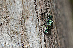 Chrysis iris (Goldwespe) (10.05.2025, C329141)