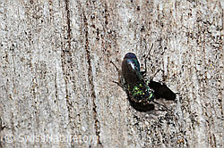 Foto: Chrysis iris (Goldwespe)