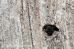 Foto: Chrysis iris (Goldwespe)
