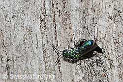 Foto: Chrysis iris (Goldwespe)
