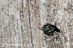 Foto: Chrysis iris (Goldwespe)