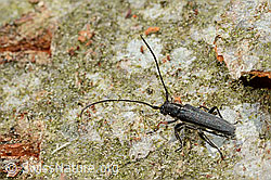 Foto: Zylindrischer Walzenhalsbock (Phytoecia cylindrica)