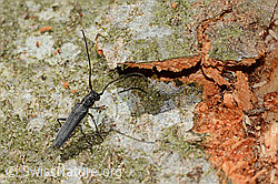 Foto: Zylindrischer Walzenhalsbock (Phytoecia cylindrica)