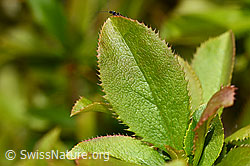 Gewöhnliche Berberitze (Berberis vulgaris) (C330108) Gewöhnliche Berberitze (Berberis vulgaris) (C330108)