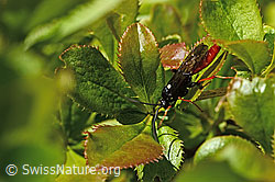 Amblyjoppa fuscipennis (Schlupfwespe) auf Gewöhnlicher Berberitze (Berberis vulgaris) (C330111) Amblyjoppa fuscipennis (Schlupfwespe) auf Gewöhnlicher Berberitze (Berberis vulgaris) (C330111)