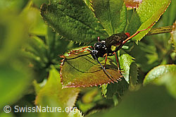 Amblyjoppa fuscipennis (Schlupfwespe) auf Gewöhnlicher Berberitze (Berberis vulgaris) (C330112) Amblyjoppa fuscipennis (Schlupfwespe) auf Gewöhnlicher Berberitze (Berberis vulgaris) (C330112)