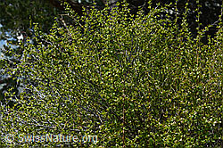 Gewöhnliche Berberitze (Berberis vulgaris) (C330126) Gewöhnliche Berberitze (Berberis vulgaris) (C330126)