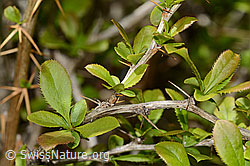 Gewöhnliche Berberitze (Berberis vulgaris) (C330130) Gewöhnliche Berberitze (Berberis vulgaris) (C330130)