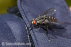 C330199: Graue Fleischfliege (Sarcophaga carnaria)