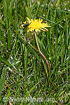 Gewöhnlicher Löwenzahn (Taraxacum officinale) (C330214) Gewöhnlicher Löwenzahn (Taraxacum officinale) (C330214)