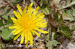 Gewöhnlicher Löwenzahn (Taraxacum officinale) (C330216) Gewöhnlicher Löwenzahn (Taraxacum officinale) (C330216)