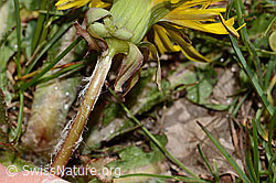Gewöhnlicher Löwenzahn (Taraxacum officinale) (C330218) Gewöhnlicher Löwenzahn (Taraxacum officinale) (C330218)