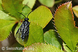 Berberitzenblattwespe (Arge berberidis) auf Gewöhnliche Berberitze (Berberis vulgaris) (C330235) Berberitzenblattwespe (Arge berberidis) auf Gewöhnliche Berberitze (Berberis vulgaris) (C330235)