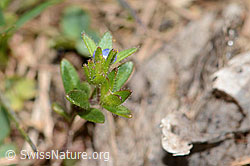 Feld-Ehrenpreis (Veronica arvensis) (C330378) Feld-Ehrenpreis (Veronica arvensis) (C330378)