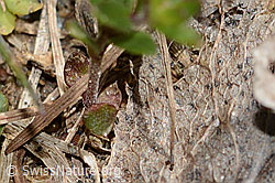 Feld-Ehrenpreis (Veronica arvensis) (C330379) Feld-Ehrenpreis (Veronica arvensis) (C330379)