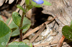 Feld-Ehrenpreis (Veronica arvensis) (C330380) Feld-Ehrenpreis (Veronica arvensis) (C330380)