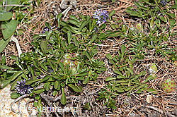 C330399: Herzblättrige Kugelblume (Globularia cordifolia)