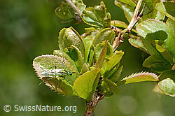 Grüne Blattwespe ( Rhogogaster viridis) auf Gewöhnliche Berberitze (Berberis vulgaris) (C330402) Grüne Blattwespe ( Rhogogaster viridis) auf Gewöhnliche Berberitze (Berberis vulgaris) (C330402)