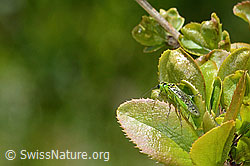 Grüne Blattwespe ( Rhogogaster viridis) auf Gewöhnliche Berberitze (Berberis vulgaris) (C330405) Grüne Blattwespe ( Rhogogaster viridis) auf Gewöhnliche Berberitze (Berberis vulgaris) (C330405)
