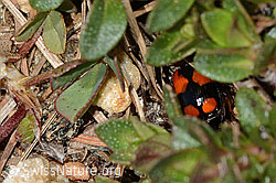 Foto: Kleinkreuz-Prunkläufer (Lebia cruxminor)
