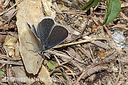Foto: Zwerg-Bläuling (Cupido minimus)