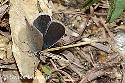 C330436: Zwerg-Bläuling (Cupido minimus)