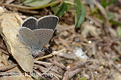 C330439: Zwerg-Bläuling (Cupido minimus)