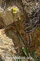 Gemeines Brillenschötchen (Biscutella laevigata) (C330477) Gemeines Brillenschötchen (Biscutella laevigata) (C330477)