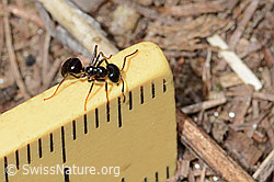 Glänzendschwarze Holzameise (Lasius fuliginosus) (C330552) Glänzendschwarze Holzameise (Lasius fuliginosus) (C330552)