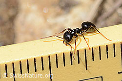 Glänzendschwarze Holzameise (Lasius fuliginosus) (16.05.2025, C330559)