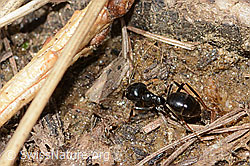 Glänzendschwarze Holzameise (Lasius fuliginosus) (C330560) Glänzendschwarze Holzameise (Lasius fuliginosus) (C330560)