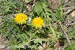 Gewöhnlicher Löwenzahn (Taraxacum officinale) (C330565) Gewöhnlicher Löwenzahn (Taraxacum officinale) (C330565)