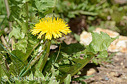 Gewöhnlicher Löwenzahn (Taraxacum officinale) (C330566) Gewöhnlicher Löwenzahn (Taraxacum officinale) (C330566)