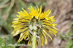 Gewöhnlicher Löwenzahn (Taraxacum officinale) (C330570) Gewöhnlicher Löwenzahn (Taraxacum officinale) (C330570)
