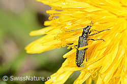 Graugrüner Schenkelkäfer (Oedemera virescens) auf Gewöhnlicher Löwenzahn (Taraxacum officinale) (C330573) Graugrüner Schenkelkäfer (Oedemera virescens) auf Gewöhnlicher Löwenzahn (Taraxacum officinale) (C330573)