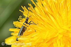 Graugrüner Schenkelkäfer (Oedemera virescens) auf Gewöhnlicher Löwenzahn (Taraxacum officinale) (C330574) Graugrüner Schenkelkäfer (Oedemera virescens) auf Gewöhnlicher Löwenzahn (Taraxacum officinale) (C330574)