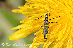 Graugrüner Schenkelkäfer (Oedemera virescens) auf Gewöhnlicher Löwenzahn (Taraxacum officinale) (C330576) Graugrüner Schenkelkäfer (Oedemera virescens) auf Gewöhnlicher Löwenzahn (Taraxacum officinale) (C330576)