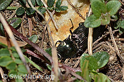 Glanzschnellkäfer (Selatosomus aeneus) (C330626) Glanzschnellkäfer (Selatosomus aeneus) (C330626)