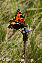 C334966: Kleiner Fuchs (Aglais urticae) auf Alpenlattich (Homogyne alpina)