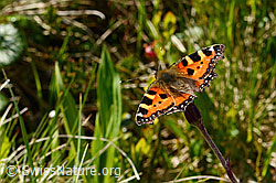 C334968: Kleiner Fuchs (Aglais urticae) auf Alpenlattich (Homogyne alpina)