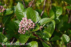 Foto: Zwergmispel  (Sorbus chamaemespilus)