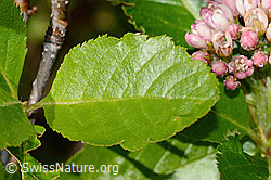Foto: Zwergmispel  (Sorbus chamaemespilus)